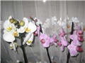falenopsis
